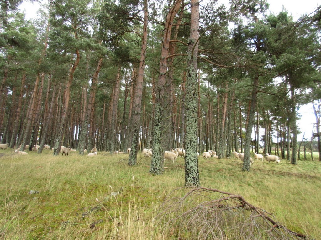 Las ovejas son parte habitual del paisaje de la zona